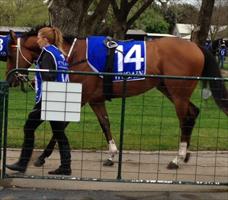 Notlistentome at Ballarat races before his magnificent Win